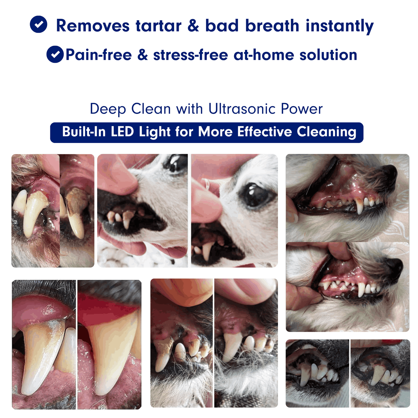Canivet Kit - Silent Ultrasonic Plaque & Tartar Remover For Dogs